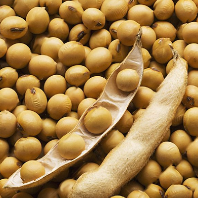 Suppliers of soybean seeds